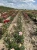 roza-angielska-morelowo-rozowa3-floravi.pl