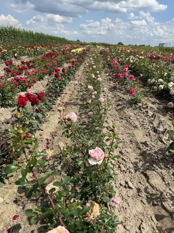 roza-angielska-morelowo-rozowa3-floravi.pl