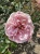 roza-angielska-morelowo-rozowa2-floravi.pl