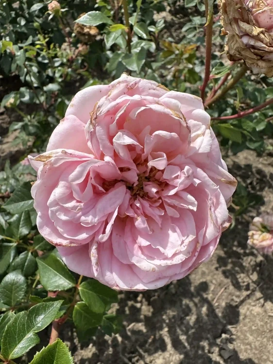 roza-angielska-morelowo-rozowa2-floravi.pl