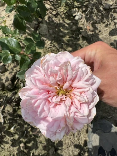 roza-angielska-morelowo-rozowa1-floravi.pl