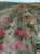 roza-angielska-malinowo-zolto-rozowa4-floravi.pl
