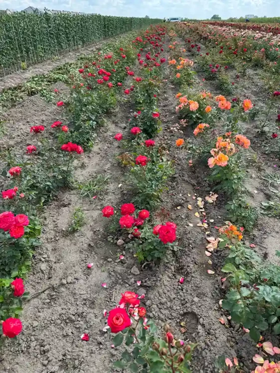 roza-angielska-malinowo-zolto-rozowa4-floravi.pl
