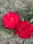 roza-angielska-malinowo-zolto-rozowa3-floravi.pl