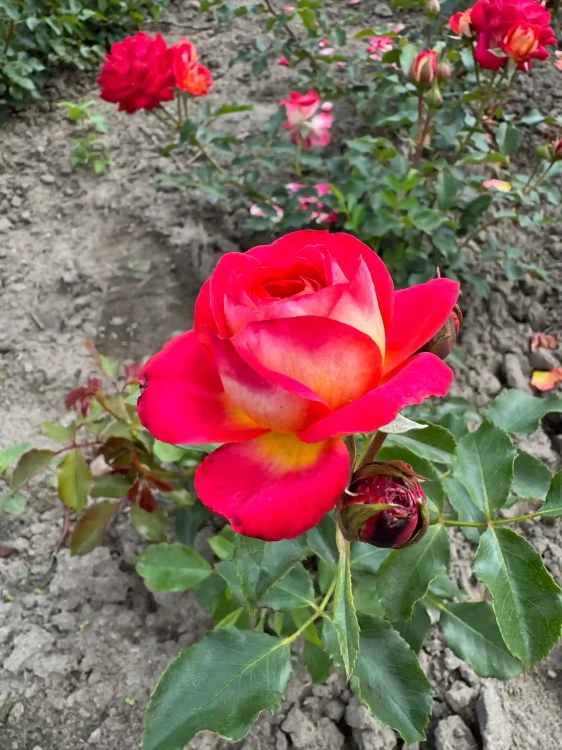 roza-angielska-malinowo-zolto-rozowa2-floravi.pl