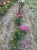 roza-angielska-purpurowa3-floravi.pl