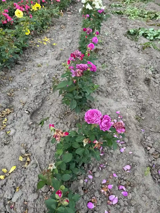 roza-angielska-purpurowa3-floravi.pl