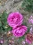 roza-angielska-purpurowa2-floravi.pl