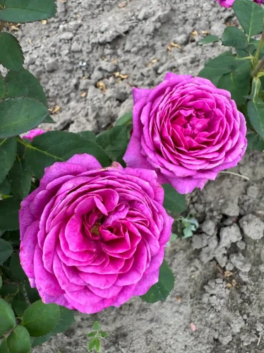 roza-angielska-purpurowa1-floravi.pl