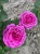 roza-angielska-purpurowa1-floravi.pl