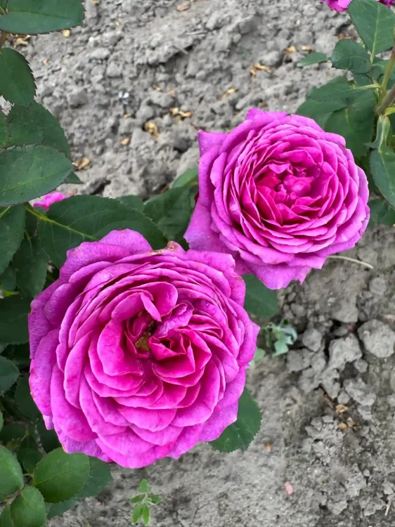 roza-angielska-purpurowa1-floravi.pl