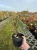 hortensja-kosmata-hot-chocolate3-floravi.pl