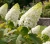 hortensja-debolistna-snow-giant1-floravi.pl