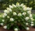 hortensja-debolistna-snow-giant2-floravi.pl