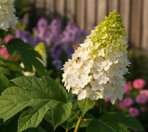 hortensja-debolistna-snow-queen1-floravi.pl