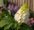 hortensja-debolistna-snow-queen1-floravi.pl