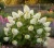 hortensja-debolistna-snow-queen2-floravi.pl