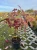 hortensja-debolistna-burgundy3-floravi.pl