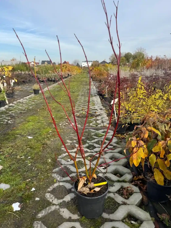 deren-bialy-aurea3-floravi.pl