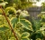 deren-bialy-spaethii1-floravi.pl