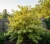 deren-bialy-spaethii2-floravi.pl