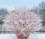 deren-bialy-spaethii3-floravi.pl