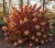hortensja-debolistna-burgundy2-floravi.pl