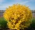 deren-bialy-aurea1-floravi.pl