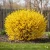 forsycja-maluch1-floravi.pl