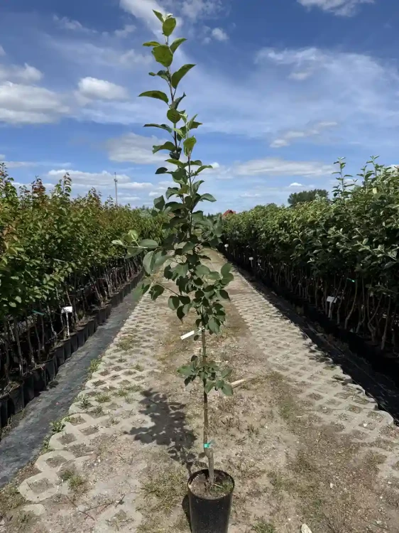 jablon-pojemnik-floravi.pl