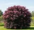 bez-czarny-black-beauty1-floravi.pl