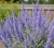 perowskia-łobodolistna-blue-spire1-floravi.pl