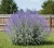 perowskia-lobodolistna-lacey-blue1-floravi.pl