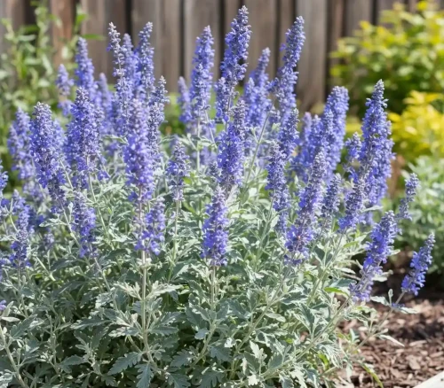 perowskia-lobodolistna-lacey-blue2-floravi.pl