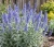 perowskia-lobodolistna-lacey-blue2-floravi.pl