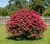 tawula-japonska-anthony-waterer1-floravi.pl