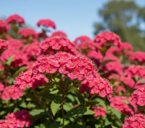 tawula-japonska-anthony-waterer2-floravi.pl