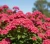 tawula-japonska-anthony-waterer2-floravi.pl