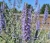 perowskia-lobodolistna-little-spire2-floravi.pl