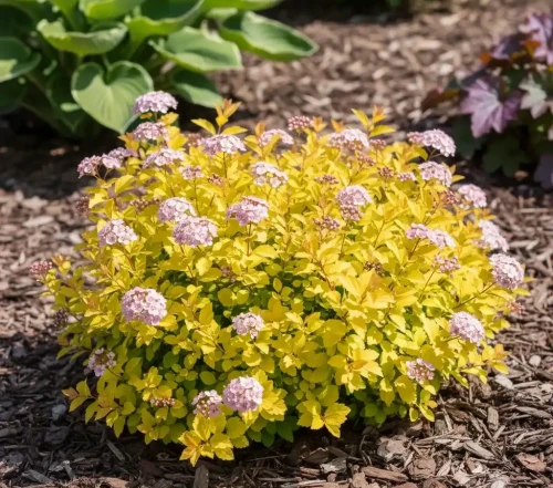 tawula-japonska-golden-carpet1-floravi.pl