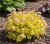 tawula-japonska-golden-carpet1-floravi.pl