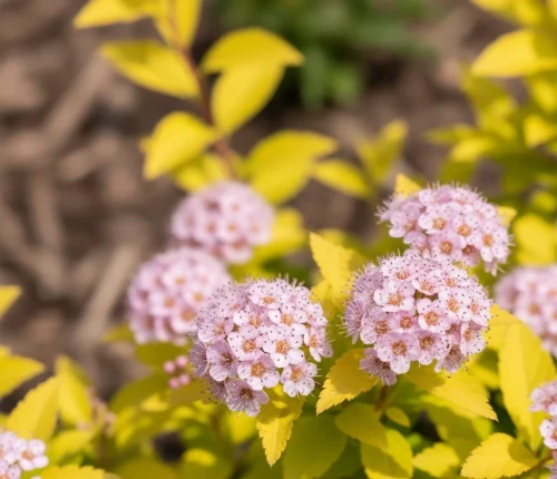 tawula-japonska-golden-carpet2-floravi.pl