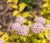 tawula-japonska-golden-carpet2-floravi.pl