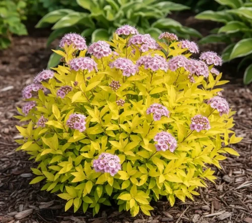 tawula-japonska-golden-princess1-floravi.pl