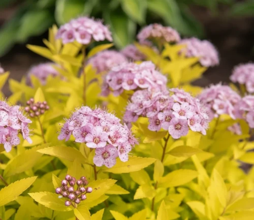 tawula-japonska-golden-princess2-floravi.pl