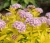 tawula-japonska-golden-princess2-floravi.pl