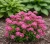 tawula-japonska-little-priness1-floravi.pl