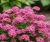 tawula-japonska-little-priness2-floravi.pl