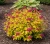 tawula-japonska-golden-jack1-floravi.pl