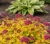 tawula-japonska-golden-jack2-floravi.pl